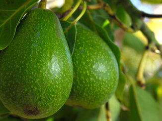 Close-up of Avacado Rippening on Tree