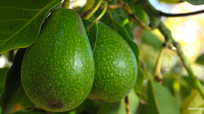 082018_02P_FS Close-up of Avacado Rippening on Tree