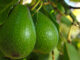 Close-up of Avacado Rippening on Tree