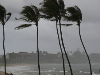 Hurricane Palms