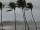 Hurricane Palms