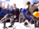 close up of microphones at news conference
