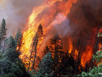 Huge Flames From Wildfire, Shasta-Trinity National Forest, California, USA