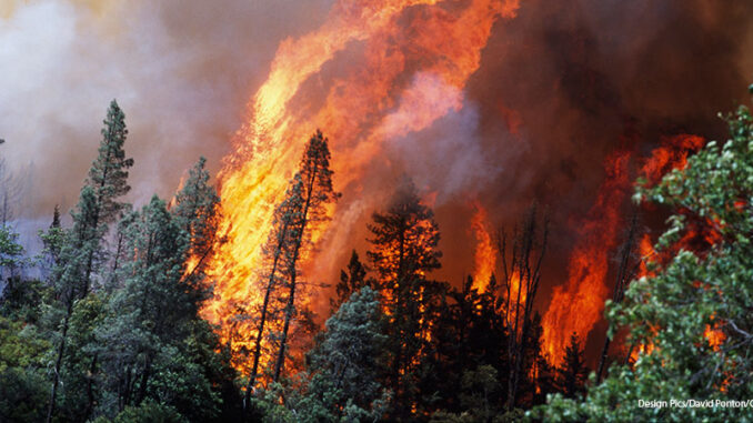 112618_02P_FS Huge Flames From Wildfire, Shasta-Trinity National Forest, California, USA