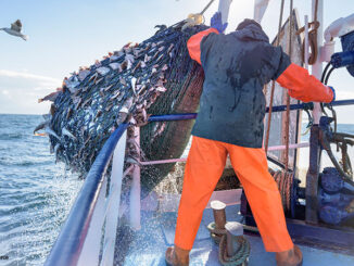 Fisherman emptying net full of fish into hold on trawler