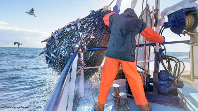 121018_03P_FS Fisherman emptying net full of fish into hold on trawler