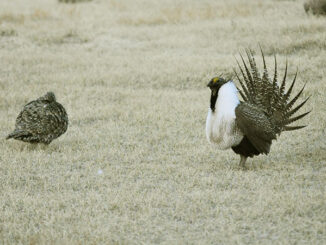 Greater Sage-Grouses (Centrocercus urophasianus)