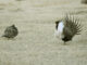 Greater Sage-Grouses (Centrocercus urophasianus)