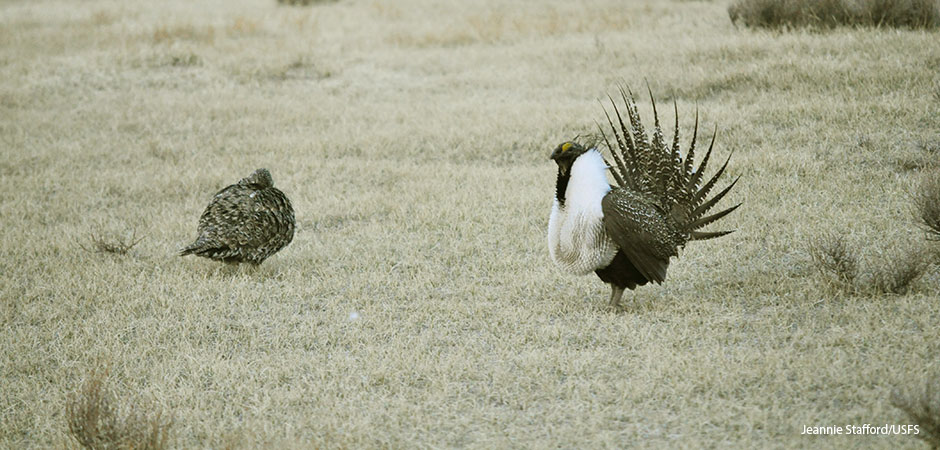 Greater Sage-Grouses (Centrocercus urophasianus)