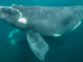 Southern right whale calf, Nuevo Gulf, Valdes Peninsula.