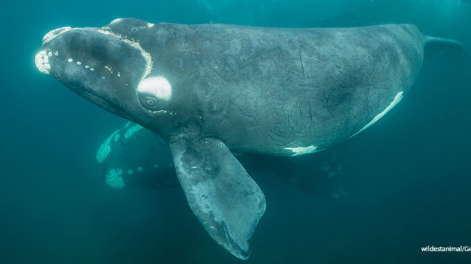 012819_03P_FS Southern right whale calf, Nuevo Gulf, Valdes Peninsula.