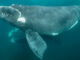 Southern right whale calf, Nuevo Gulf, Valdes Peninsula.