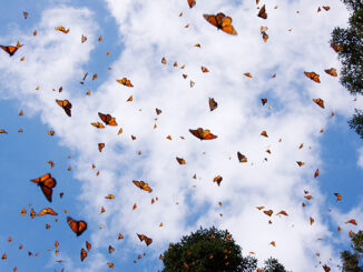 Monarch butterflies;