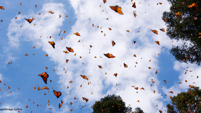021819_01P_FS Monarch butterflies;