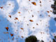 Monarch butterflies;