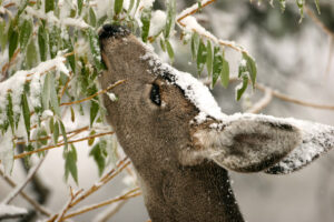 Closeup of deer in snow