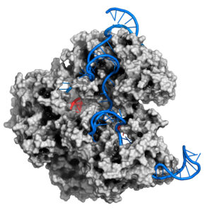 CRISPR graphic