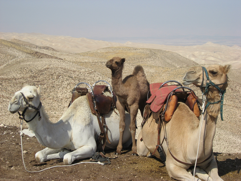 Camels