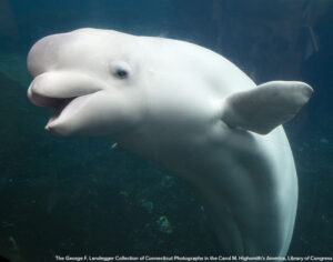 Beluga whale