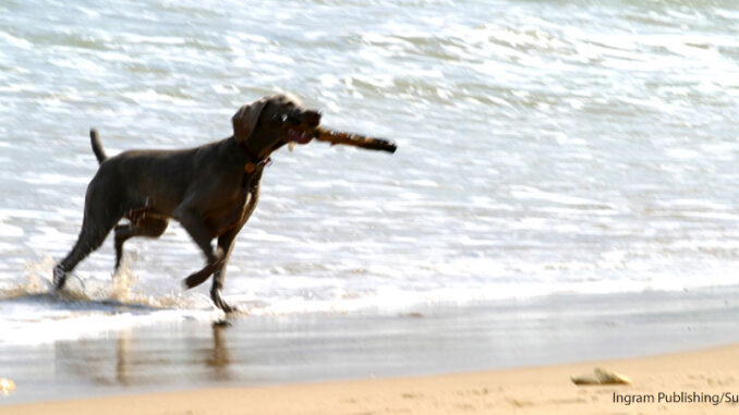 61019_02P_FS Dog playing fetch at beach