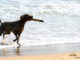 Dog playing fetch at beach
