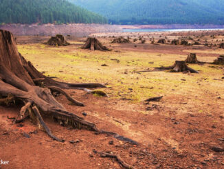 Barren lake with tree stumps