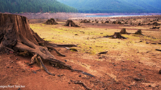 61019_03P_FS Barren lake with tree stumps