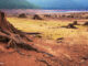 Barren lake with tree stumps