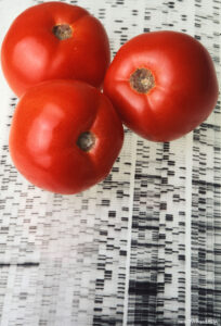 tomatoes and genetic marker codes