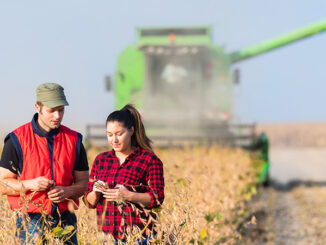View of two young farmers in a soybean field during harvest