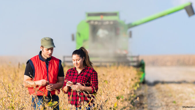 Young farmers in soybean fields before harvest View of two young farmers in a soybean field during harvest