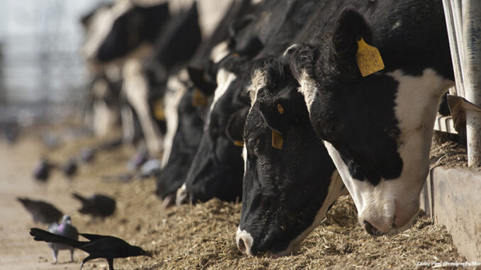 Cows and birds
