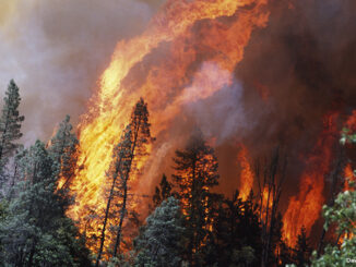 Huge Flames From Wildfire, Shasta-Trinity National Forest, California, Usa