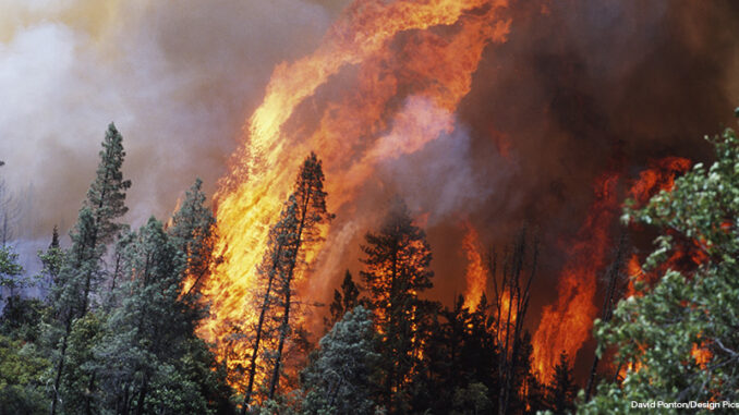 Huge Flames From Wildfire, Shasta-Trinity National Forest, California, Usa Huge Flames From Wildfire, Shasta-Trinity National Forest, California, Usa