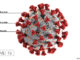 This illustration, created at the Centers for Disease Control and Prevention (CDC), shows the COVID-19 virus.