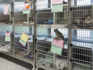 Kitten sitting in cages at animal shelter
