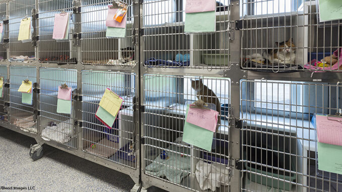 Kitten sitting in cages at animal shelter Kitten sitting in cages at animal shelter