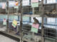 Kitten sitting in cages at animal shelter
