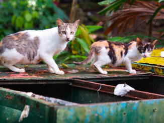 2 feral (wild) house cats hunting in a dumpster for food