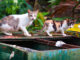 2 feral (wild) house cats hunting in a dumpster for food