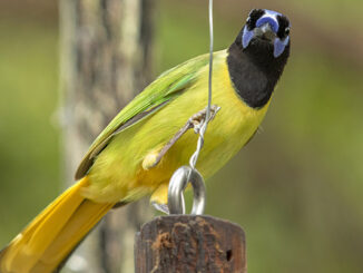 Close-up of a Green Jay