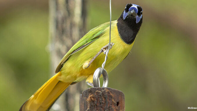 Close-up of a Green Jay in Mission, Texas Close-up of a Green Jay