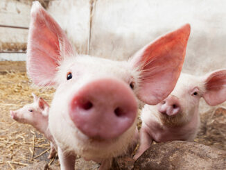 Young pigs on the farm