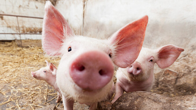 Young pigs on the farm Young pigs on the farm