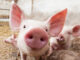 Young pigs on the farm