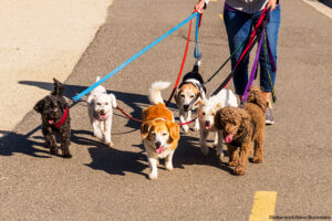 dog walker walking a pack of small dogs on park trail