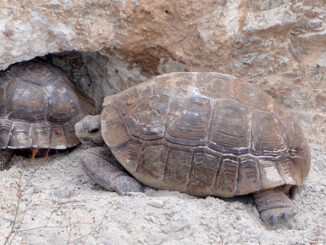 Desert tortoise