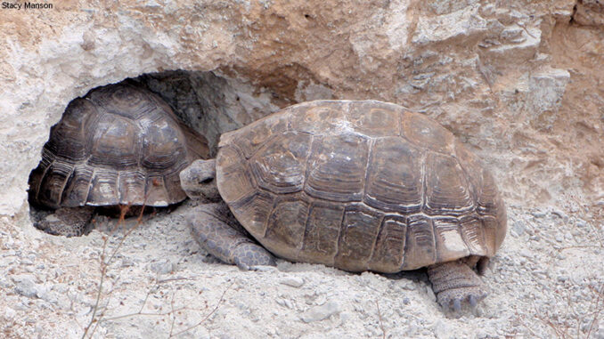 Desert tortoise (Gopherus agassizii) at burrow Desert tortoise