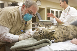 A veterinarian cleans a snow leopard's teeth at the Cleveland Metroparks Zoo