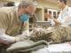 A veterinarian cleans a snow leopard's teeth at the Cleveland Metroparks Zoo